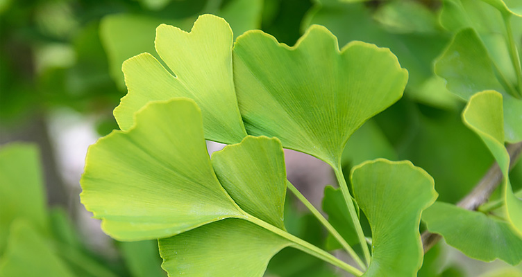 Ginkgo biloba Blätter